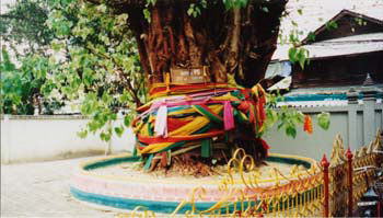 boddhitree
